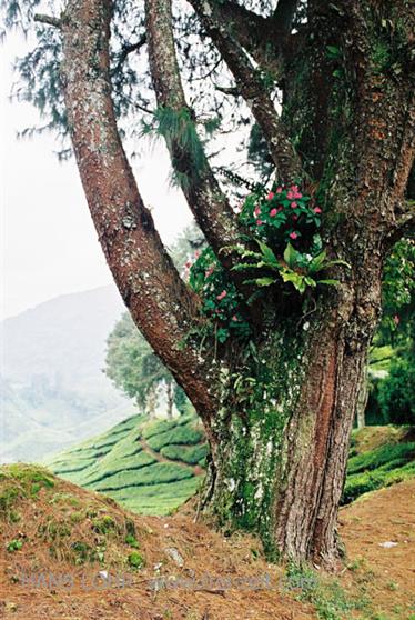 Camerun Highlands,_F1010023 (11)